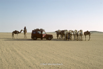 Horse power meets camel power, virtually in the middle of nowhere, close to the border with Niger
