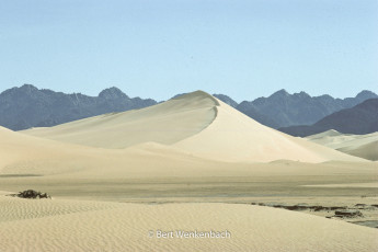 A sand dune in front of Adrar Chiriet, one can see how the wind, blowing from right to left, has shaped the dune