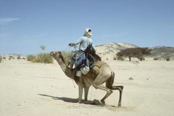 This is the way you climb a camel, it requires a special technique