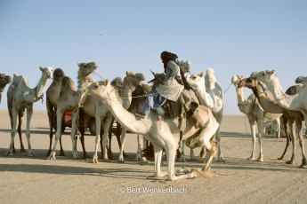 After exchanging pleasantries, the riders are getting on their camels to continue their journey
