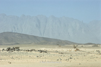 And a last farewell to the majestic Adrar Chiriet and to the Aïr Mountains