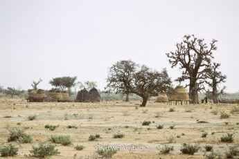 South-West of Tahouat, granaries in a small settlement, the baobabs are trees so charactereristic for Africa
