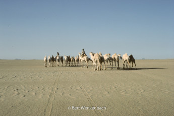 In the warm light of the late afternoon, they are leaving us in Northern direction, maybe to Tamanrasset