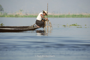 After the basket net is placed on the bottom of the lake, the fish gets caught with a spear