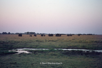 A herd of elephants returns from a bath in the Chobe River