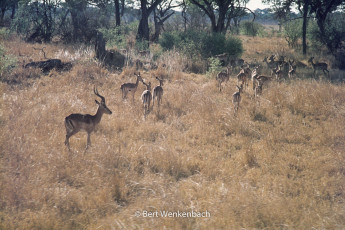 A herd of gazelles; the goat at the left is keeping an eye on us, in the mean time the herd disappears in the bush