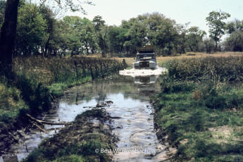 Moremi is so swampy, because the Okavango River simply evaporates here, that means sometimes more water than road