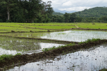 It is the land of the paddy fields …